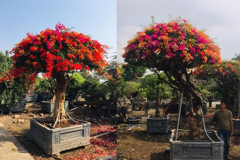 Đốt tiền không tiếc tay: Đại gia chi vài trăm triệu đồng sắm cây chơi Tết