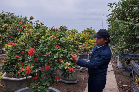 Đam mê giống cây cổ, nông dân thu hàng trăm triệu đồng mỗi năm