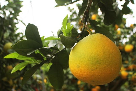 Đeo lúc lỉu 300 quả trên cây: Bưởi cảnh khổng lồ hét giá 100 triệu đồng