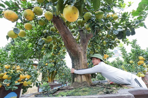 Chiêm ngưỡng bưởi siêu độc dáng làng giá 200 triệu ở Hưng Yên