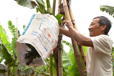 Lão nông hàng chục năm gìn giữ, bảo tồn nghề trồng chuối tiến vua