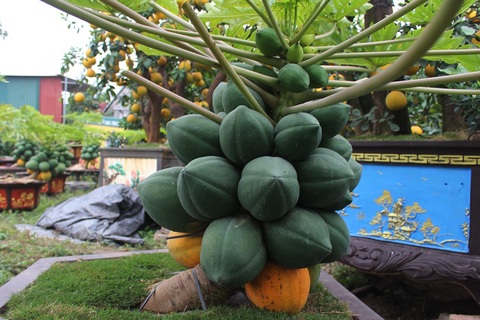 Đu đủ bonsai dáng siêu lạ, hút khách sành chơi dịp Tết