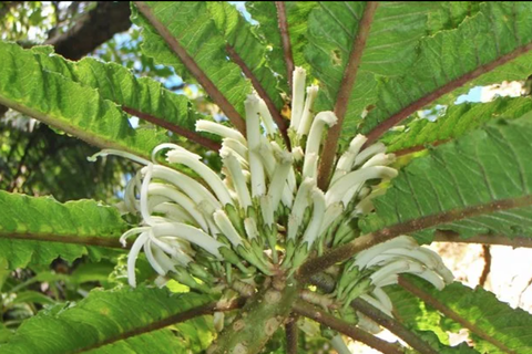 Phát hiện loài hoa siêu hiếm còn tồn tại ở Hawaii