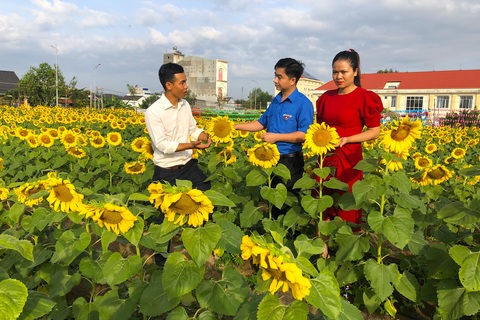 Bỏ việc công ty, chàng trai 9x khởi nghiệp với cánh đồng hoa mặt trời