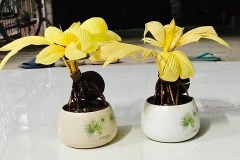 Dừa đột biến lá vàng, cao chưa tới 30 cm gây bão chợ mạng