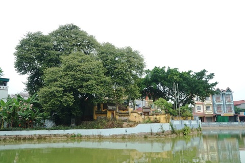 Chuyện ly kỳ về báu vật cây thị thiêng nghìn năm tuổi ở Hà Nội