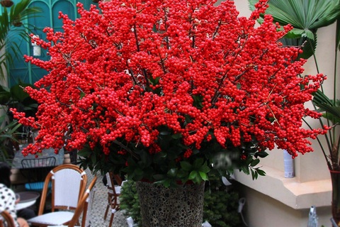 Giới nhà giàu Việt đốt hàng chục triệu đồng mua đào đông đỏ chơi Tết