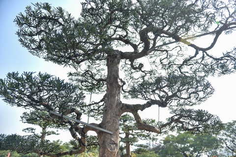 Chậu cây tùng giá hàng trăm triệu, chờ đại gia săn về đón Tết