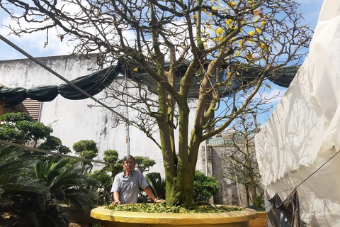 Cận cảnh vườn mai cổ thụ tiền tỷ sắp ra mắt xuân Tân Sửu