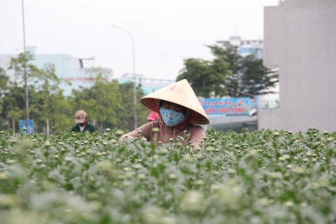 Nỗi niềm người trồng hoa Tết