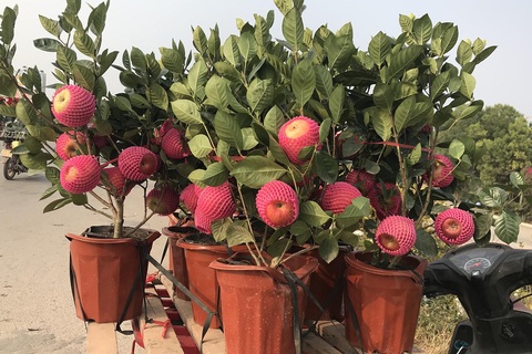 Bỏ tiền thật mua cây giả: Khi thượng đế... sập bẫy!