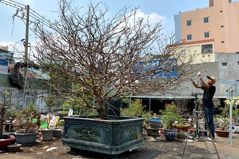 Lão mai trăm tuổi, tán rộng 8m, dân chơi trả giá tiền tỷ vẫn không bán