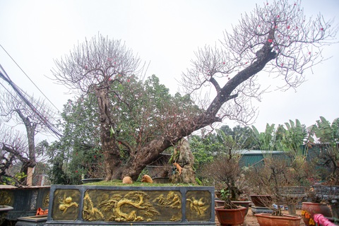 Đào cổ thụ Nhật Tân chờ đại gia rước về chơi Tết