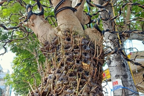 Độc lạ cặp mai vàng nổi vảy rồng giá 700 triệu đồng