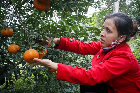 Thủ phủ cam bù rộn ràng vào vụ Tết