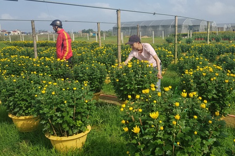 Làng hoa lớn nhất Quảng Trị rực rỡ đón Xuân