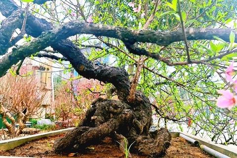 Cây đào phai, thế rồng bay được hét giá 200 triệu đồng