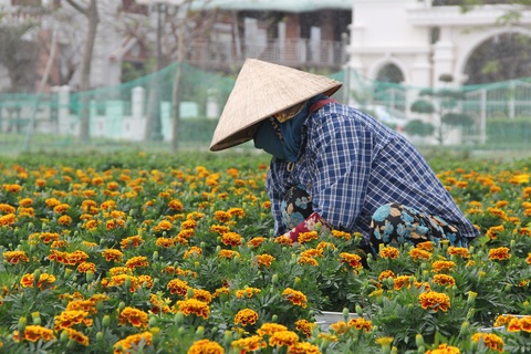 Phú Yên: Người trồng hoa tết như ngồi trên đống lửa vì thương lái bỏ cọc