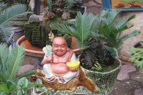 Chán mai, ngán đào, nhiều thượng đế săn lùng mua vạn tuế bonsai chơi Tết