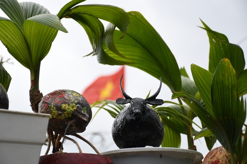 Độc đáo bonsai dừa hình trâu thu hút khách Tết Tân Sửu