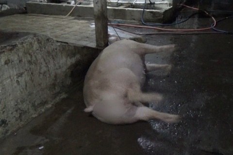 Bạc Liêu: Liên tiếp phát hiện dân buôn bơm nước vào heo, gian dối hàng Tết