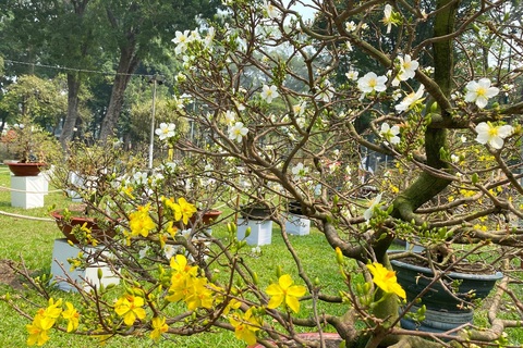 TP.HCM: Độc nhất vô nhị cây mai nở cùng lúc hai màu hoa trắng và vàng