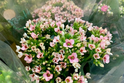 Đốn tim với chậu hoa tí hon bán trong siêu thị, giá chỉ 40.000 đồng