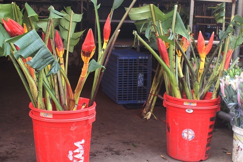 Dân Thủ đô rộ mốt, đua nhau mua hoa chuối rừng về trưng Tết