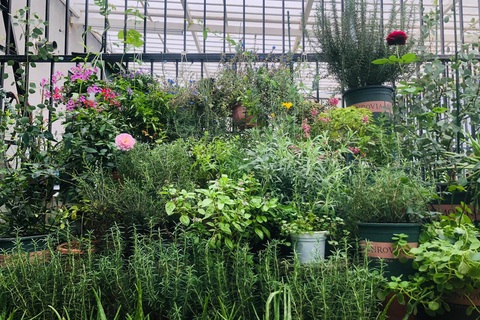 Khu vườn trăm loài thảo mộc xanh tốt trên sân thượng của mẹ đảm Hà thành