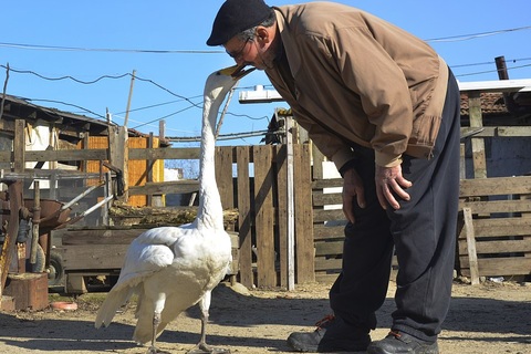 Chuyện người đàn ông đồng hành bên nàng thiên nga suốt 37 năm