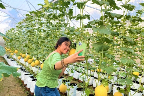 Du xuân nhiều người tới check-in vườn dưa lưới tiền tỷ