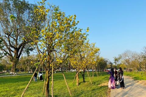 Cung đường Hoàng mai rực rỡ một góc trời kinh thành Huế