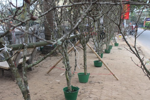 Nhìn tưởng củi khô, mang về Thủ đô hét giá bạc triệu