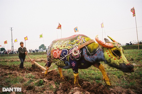 Ngắm nhìn lễ hội đẹp nhất năm con trâu nhưng bị hủy do dịch Covid-19