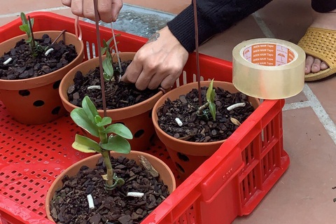 Triệt phá đường dây chuyên trộm lan đột biến liên tỉnh