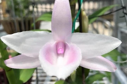 Nghệ nhân hoa lan chia sẻ bí quyết chăm sóc lan khi ra hoa