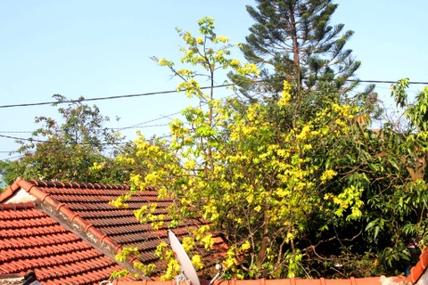 Thừa Thiên Huế vận động người dân trồng mai vàng trước ngõ