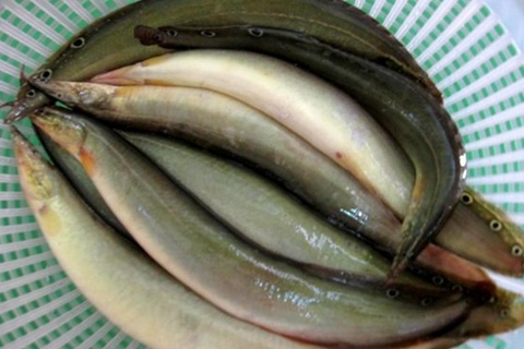 Loại cá vừa ngon lại rất tốt cho gan luôn sẵn có ở chợ Việt