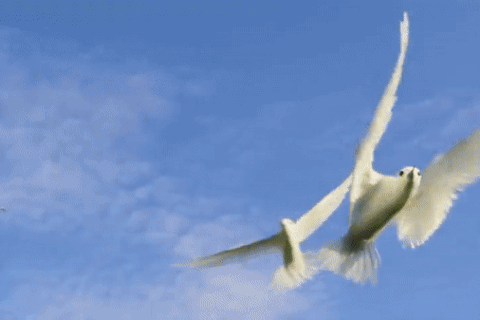 Phát hiện loài cây tử thần chuyên giết chim để biến xác thành phân bón