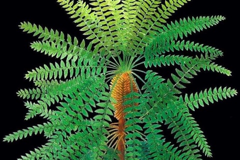 Hóa thạch thực vật 300 triệu năm hé lộ bí mật của tiến hóa