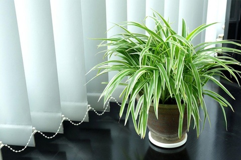 5 loại cây trồng trong nhà giúp thanh lọc không khí, ai cũng cần biết