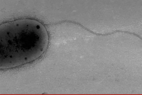 Phát hiện 3 chủng vi khuẩn chưa từng được biết đến trên Trạm vũ trụ quốc tế