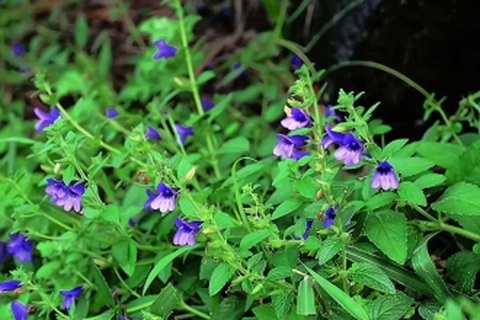 Nhân trần hỗ trợ chữa viêm gan