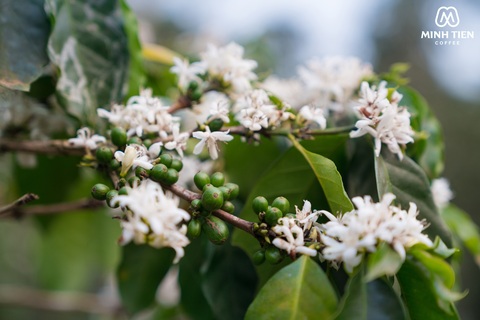 Hoa cà phê bung nở giữa núi rừng Tây Bắc