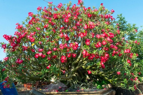 Vườn sứ khủng, hoa nở quanh năm mê hoặc người ngắm