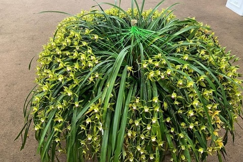 Sự thật về loài hoa lan vua chúa chỉ mấy chục ngàn đồng mua cả ôm