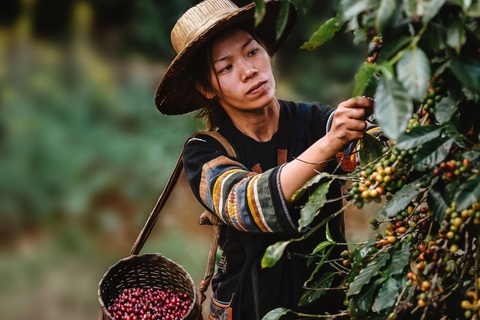 Trồng cà phê bao nhiêu lâu sẽ cho thu hoạch?