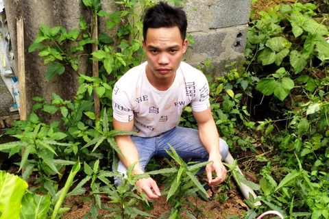 Ba thanh niên trồng cần sa trong vườn để... nuôi gà chọi