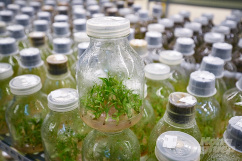 Có thể nhân giống vô tính hàng vạn cây lan đột biến tiền tỉ từ cây mẹ?