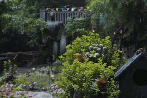 Vườn đẹp như cổ tích của con trai hiếu thảo dành tặng bố dưỡng già